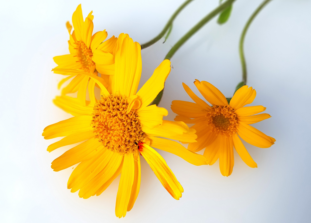 Oral vs. Topical Arnica for Bruising, Pain, and Swelling